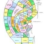 reflexologie auriculaire